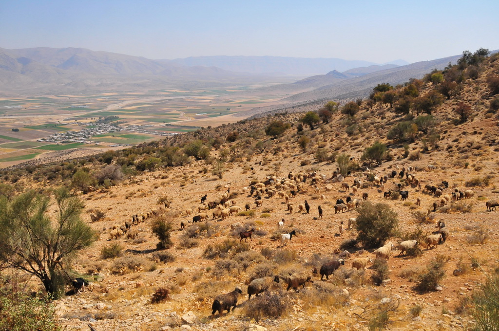 Shiraz Region